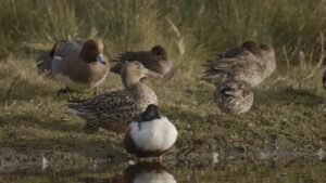 marais cotentin oiseaux terre mer documentaire